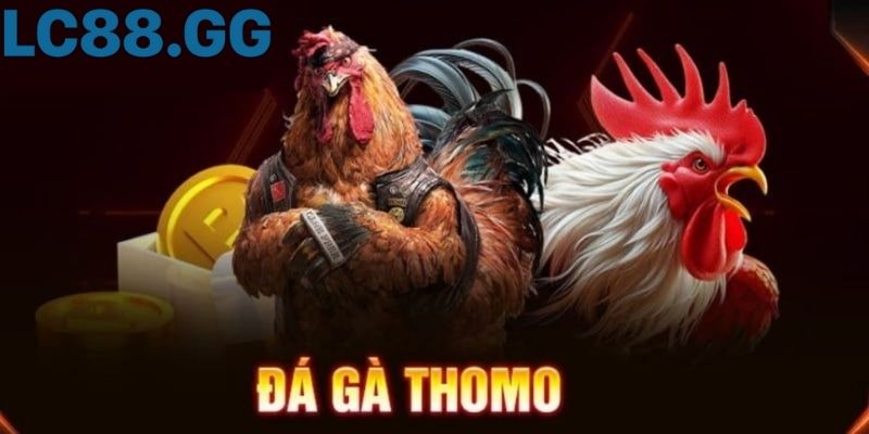 Đá gà Thomo: Nguồn gốc, luật chơi đến trải nghiệm thực tế Đá Gà Thomo – Từ Truyền Thống Đến “Thánh Địa” Biên Giới